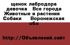 щенок лабродора девочка - Все города Животные и растения » Собаки   . Воронежская обл.